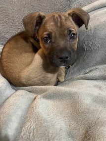 What Toys Are Best For Puppies